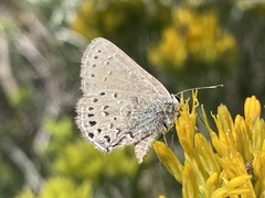 Satyrium behrii