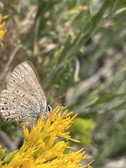 Satyrium behrii