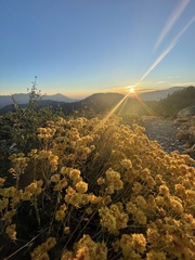 Eriogonum umbellatum