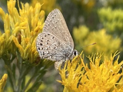 Satyrium behrii