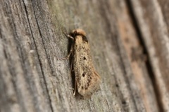 Tinea apicimaculella