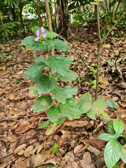 Dicliptera bivalvis