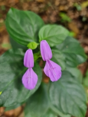 Dicliptera bivalvis