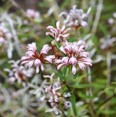 Grevillea phylicoides