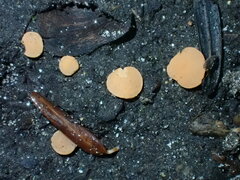 Pulvinula laeterubra