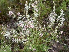 Grevillea phylicoides