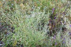 Grevillea phylicoides