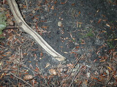 Pulvinula laeterubra