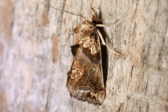 Plusiodonta compressipalpis