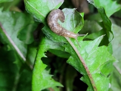 Deroceras reticulatum