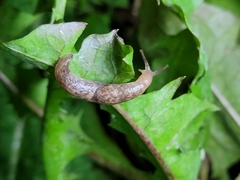 Deroceras reticulatum