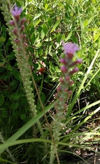 Liatris spicata