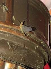 Ephemeroptera