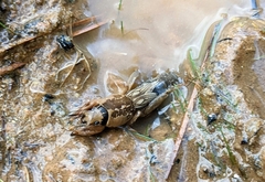 Neocurtilla hexadactyla