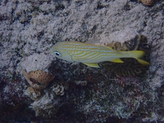 Haemulon flavolineatum