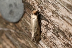 Tinea apicimaculella