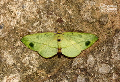 Omiza miliaria