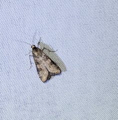 Nomophila nearctica
