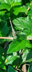 Diplacodes trivialis