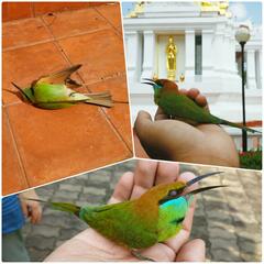 Merops orientalis ferrugeiceps