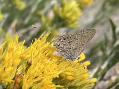 Satyrium behrii