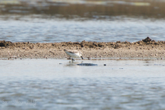 Calidris pygmaea