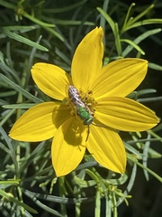 Agapostemon virescens
