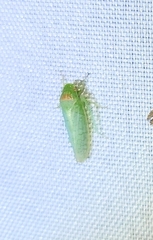Gyponana octolineata