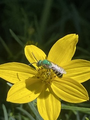Agapostemon virescens