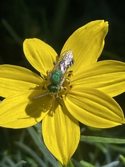 Agapostemon virescens