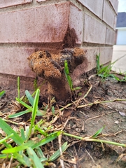 Pisolithus