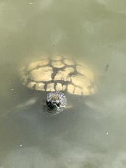 Deirochelyinae