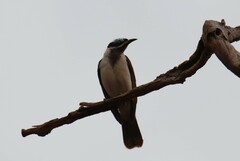 Entomyzon cyanotis