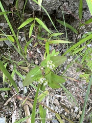 Euphorbia hypericifolia
