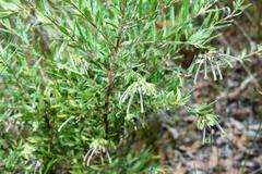 Grevillea mucronulata