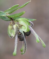 Grevillea mucronulata
