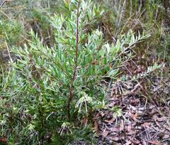 Grevillea mucronulata