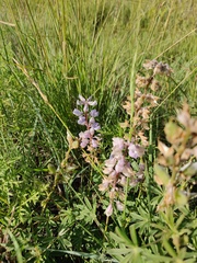 Lupinus argenteus