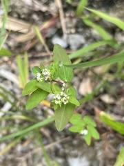 Euphorbia hypericifolia