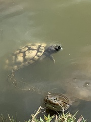 Deirochelyinae