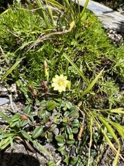 Gentiana scabrida