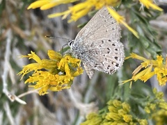 Satyrium behrii