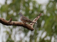 Geopelia placida