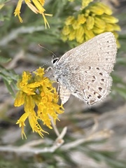Satyrium behrii