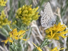 Satyrium behrii