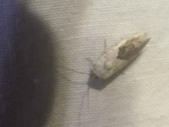Ponometia candefacta