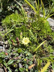Gentiana scabrida