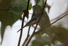 Myiagra rubecula