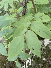 Sambucus racemosa