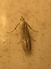 Homoeosoma electella